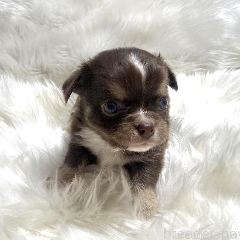 販売中の佐賀県のチワワ(ロングコート)-447187の3枚目