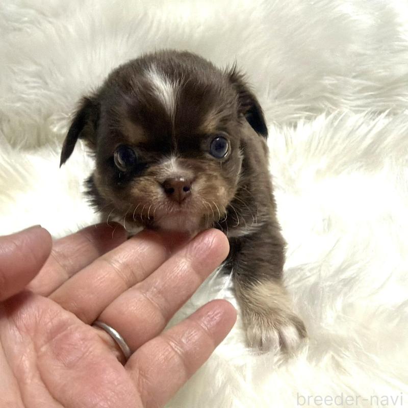 販売中の佐賀県のチワワ(ロングコート)-447187の2枚目