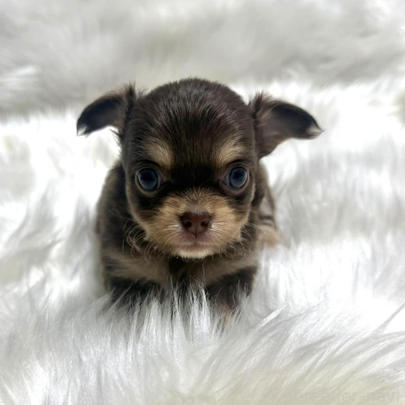 販売中の佐賀県のチワワ(ロングコート)-447189