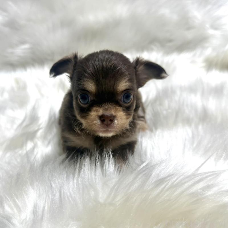 販売中の佐賀県のチワワ(ロングコート)-447189の6枚目