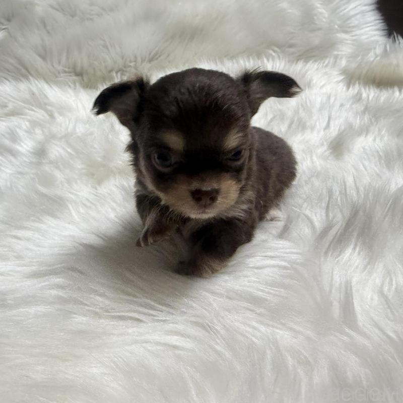 販売中の佐賀県のチワワ(ロングコート)-447189の4枚目