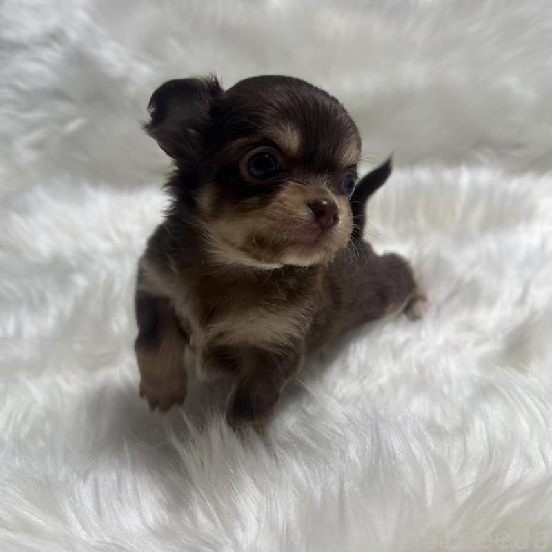 販売中の佐賀県のチワワ(ロングコート)-447189の3枚目