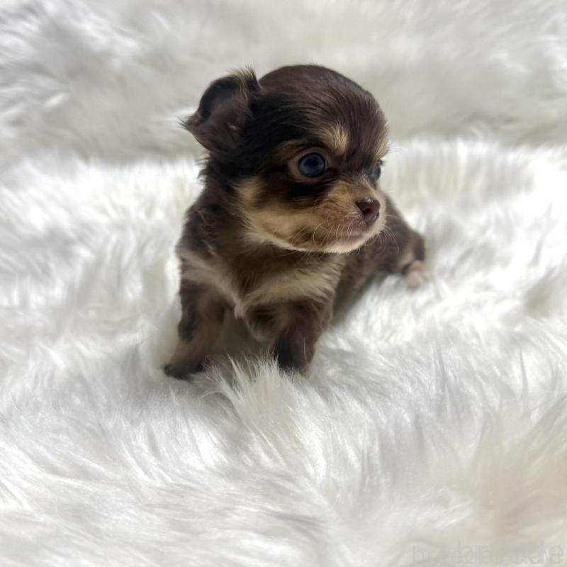 販売中の佐賀県のチワワ(ロングコート)-447189の2枚目