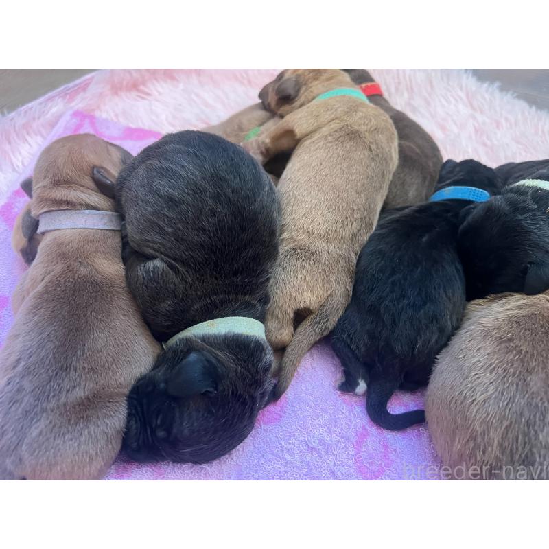 販売中の愛知県のアメリカンピットブルテリア-447036の1枚目