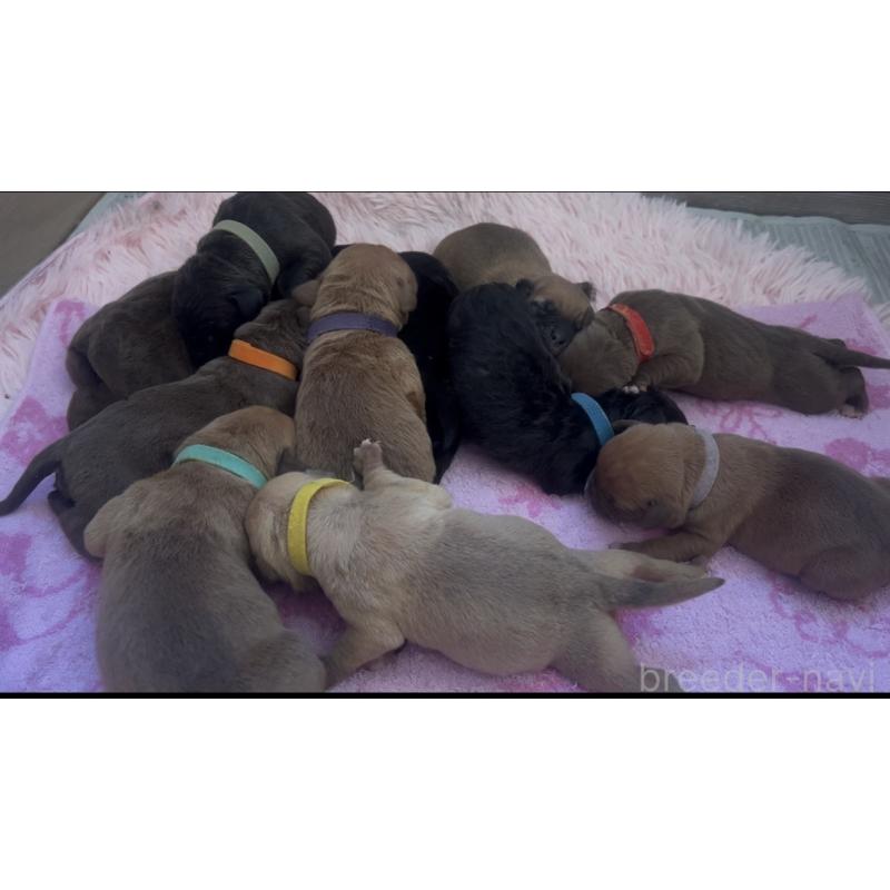 販売中の愛知県のアメリカンピットブルテリア-447048の2枚目