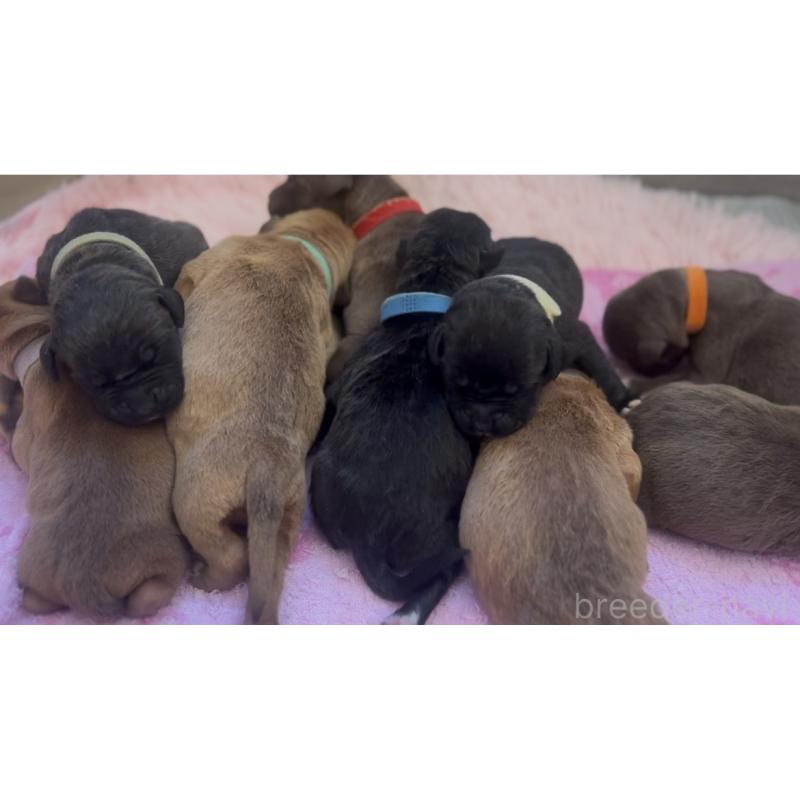 販売中の愛知県のアメリカンピットブルテリア-447048