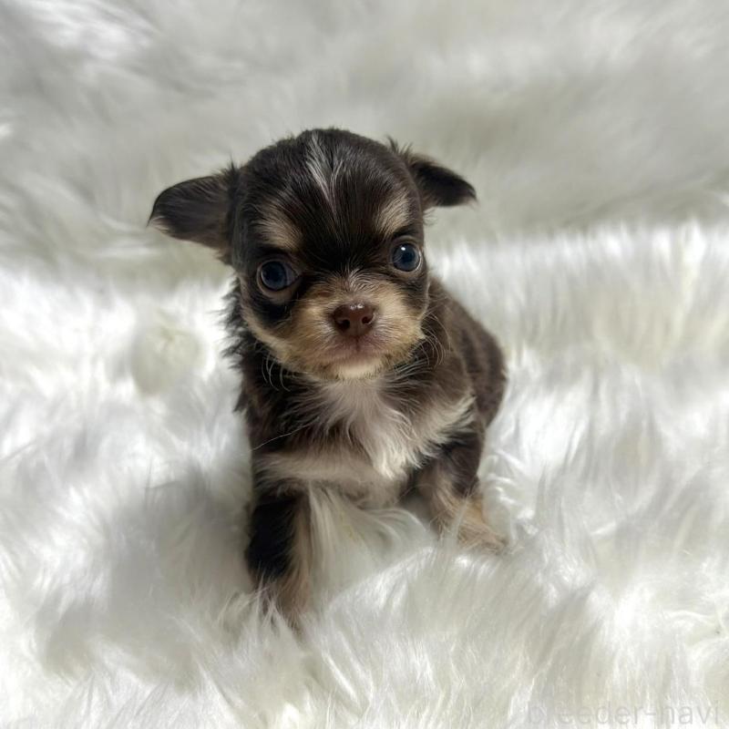 販売中の佐賀県のチワワ(ロングコート)-447191