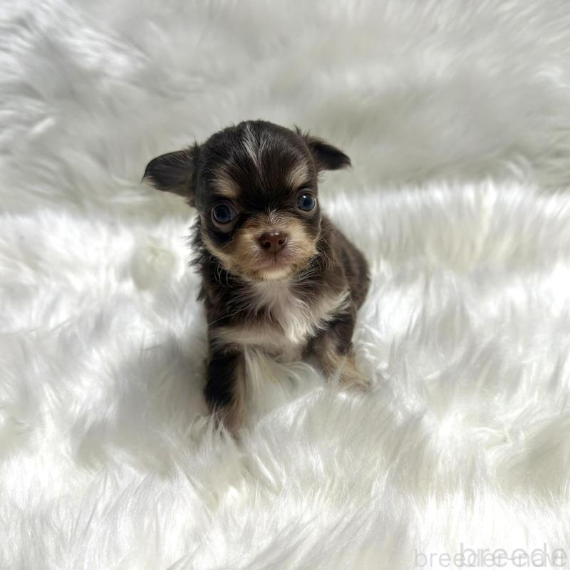 販売中の佐賀県のチワワ(ロングコート)-447191の6枚目