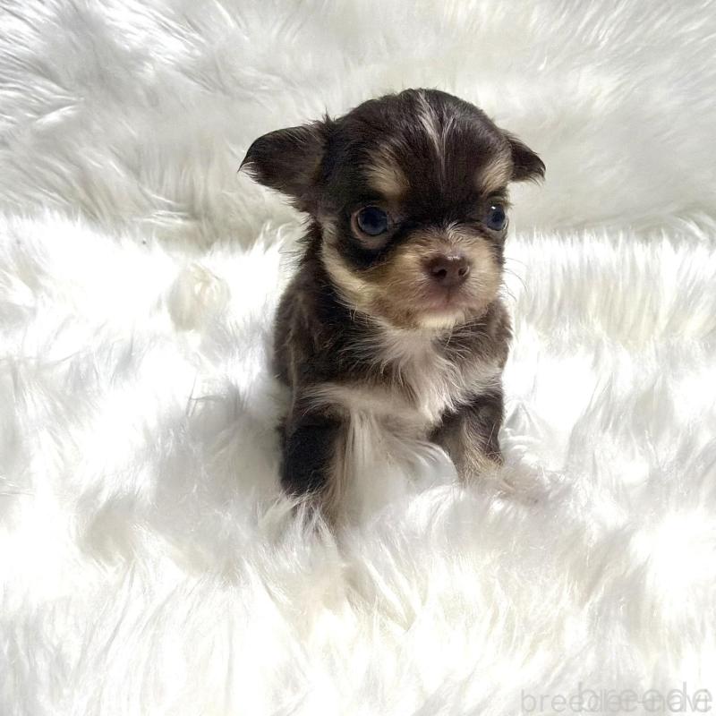 販売中の佐賀県のチワワ(ロングコート)-447191の5枚目