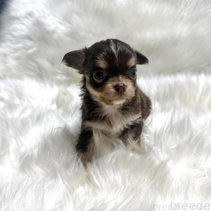 販売中の佐賀県のチワワ(ロングコート)-447191の4枚目