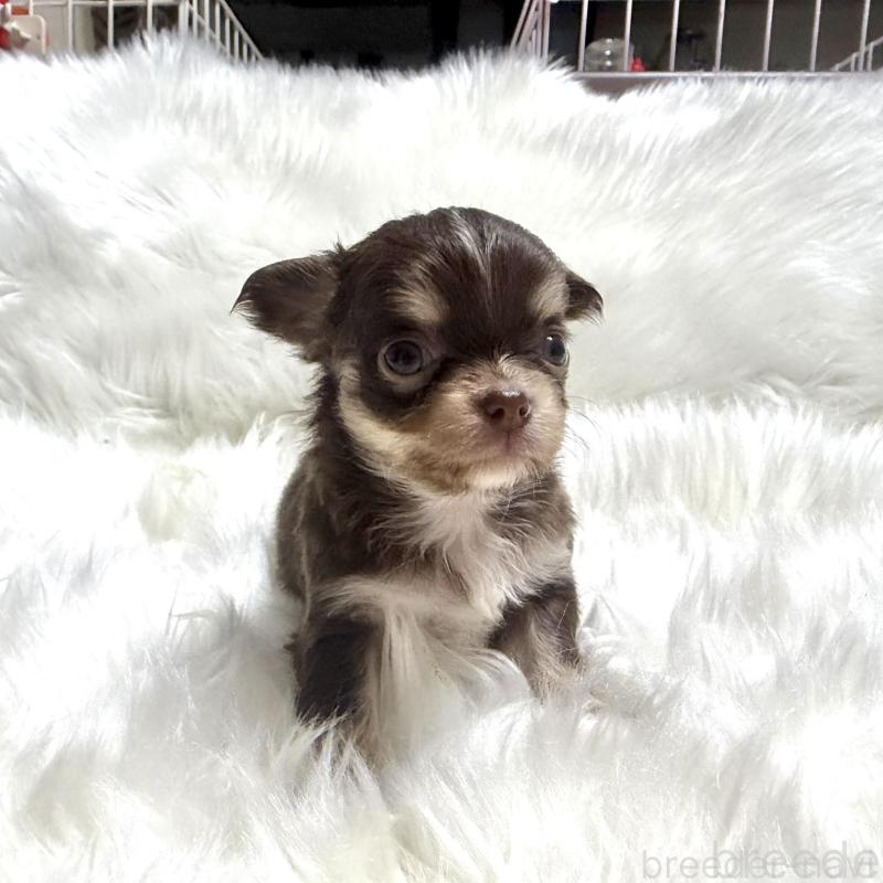 販売中の佐賀県のチワワ(ロングコート)-447191の3枚目