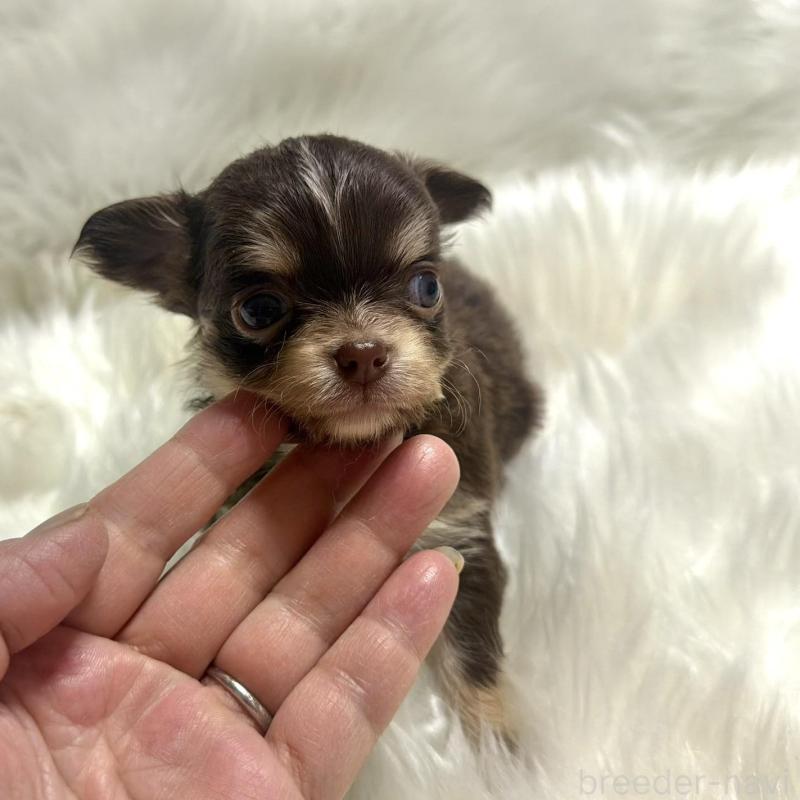 販売中の佐賀県のチワワ(ロングコート)-447191の2枚目