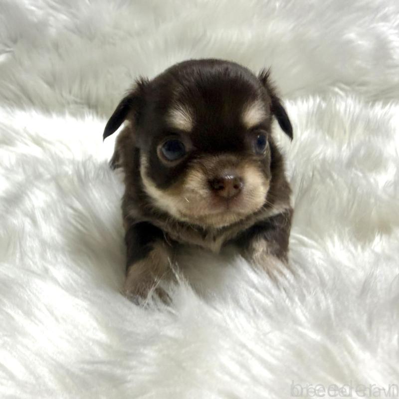 販売中の佐賀県のチワワ(ロングコート)-447192の5枚目