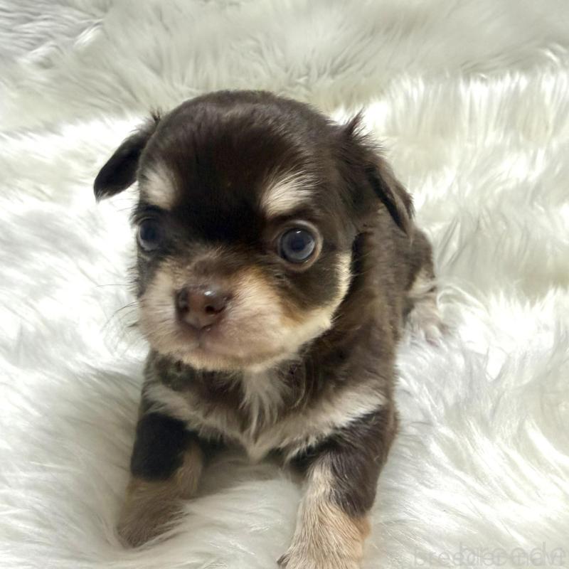 販売中の佐賀県のチワワ(ロングコート)-447192の4枚目