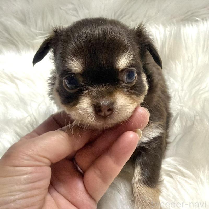 販売中の佐賀県のチワワ(ロングコート)-447192の3枚目