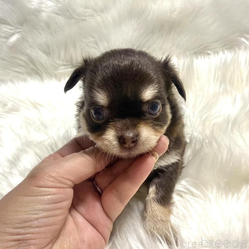 販売中の佐賀県のチワワ(ロングコート)-447192の2枚目