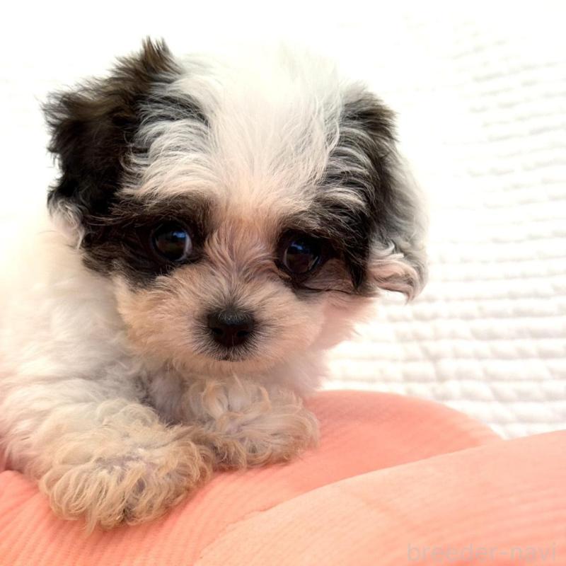 販売中の埼玉県のミックス犬-447193