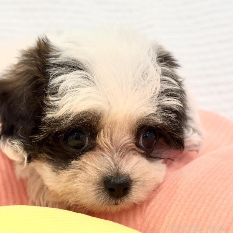 販売中の埼玉県のミックス犬-447193の4枚目