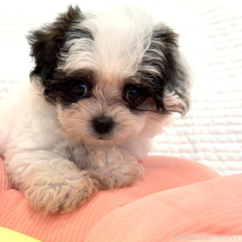 販売中の埼玉県のミックス犬-447193の3枚目