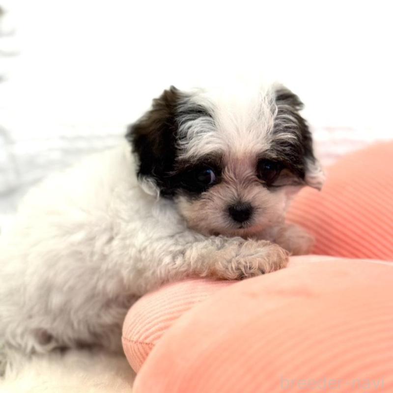 販売中の埼玉県のミックス犬-447193の2枚目