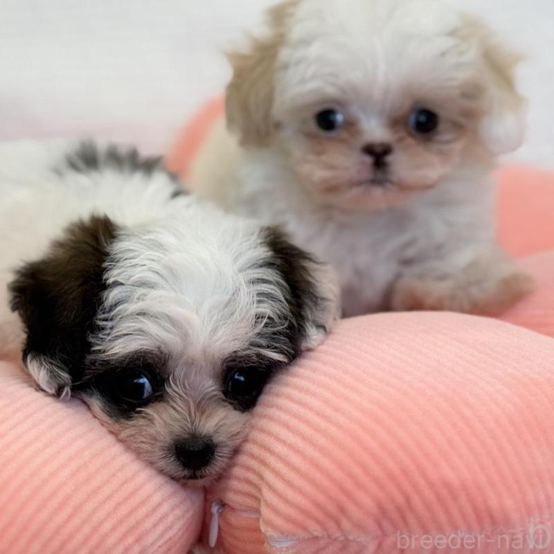 販売中の埼玉県のミックス犬-447194の4枚目