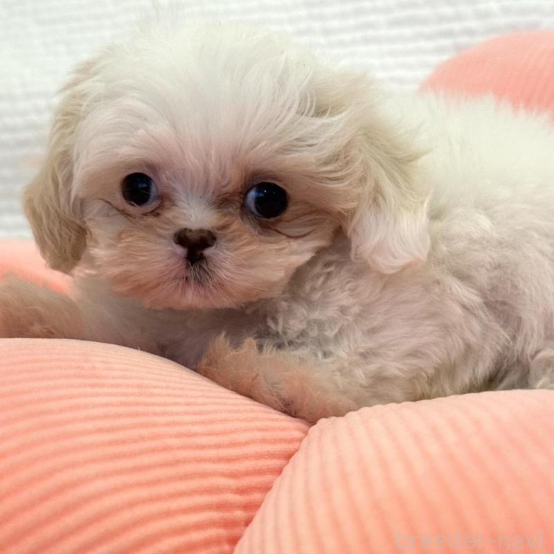 販売中の埼玉県のミックス犬-447194の3枚目