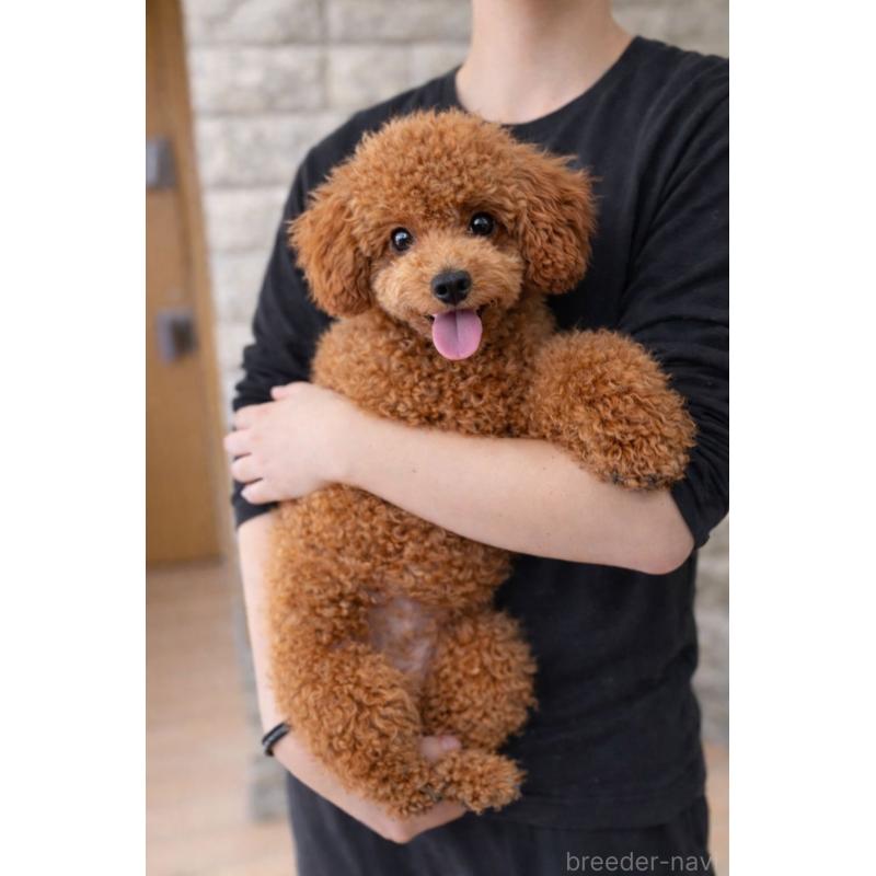 販売中の茨城県のトイプードル-411258の2枚目