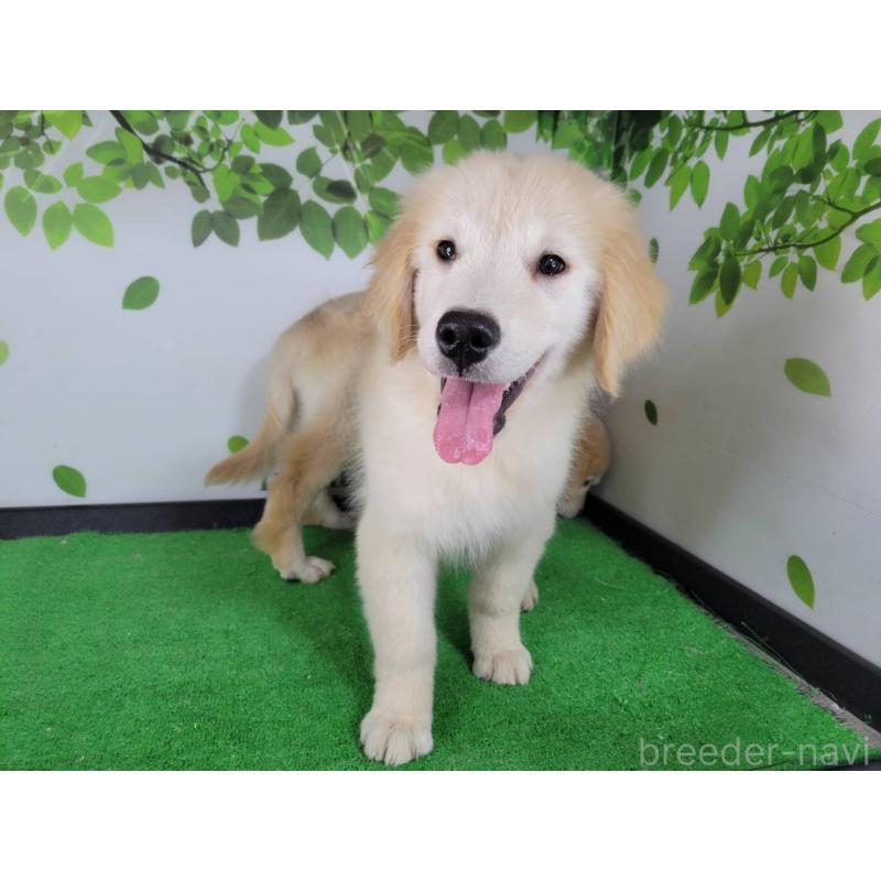 販売中の三重県のゴールデンレトリーバー-437918の5枚目