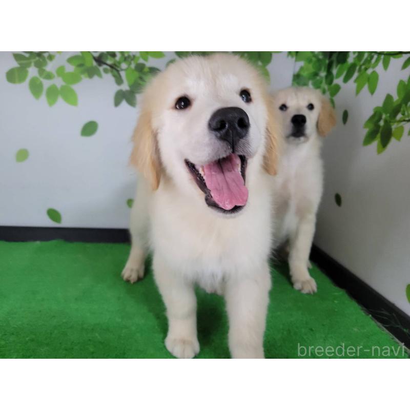 販売中の三重県のゴールデンレトリーバー-437918の4枚目