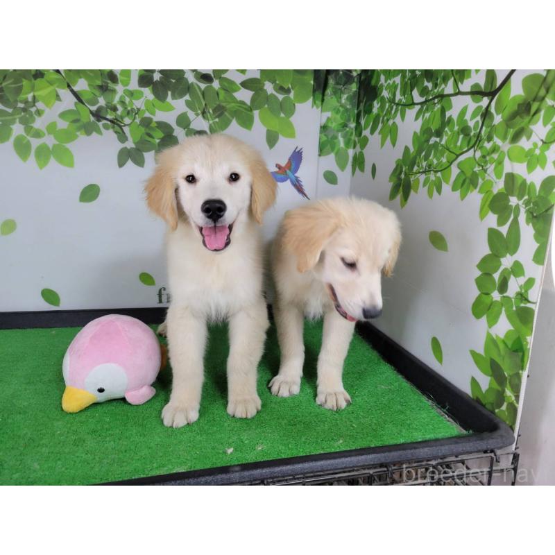 販売中の三重県のゴールデンレトリーバー-437918の3枚目