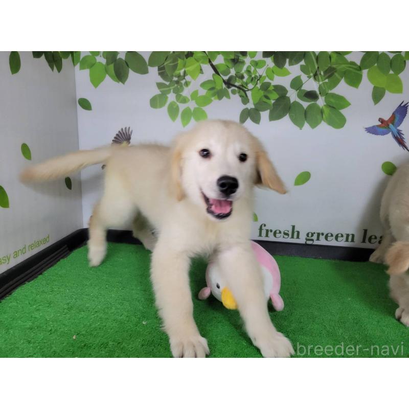 販売中の三重県のゴールデンレトリーバー-437918の2枚目