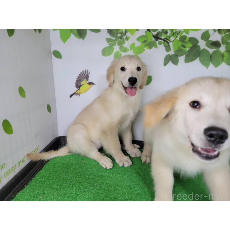 販売中の三重県のゴールデンレトリーバー-438736の5枚目