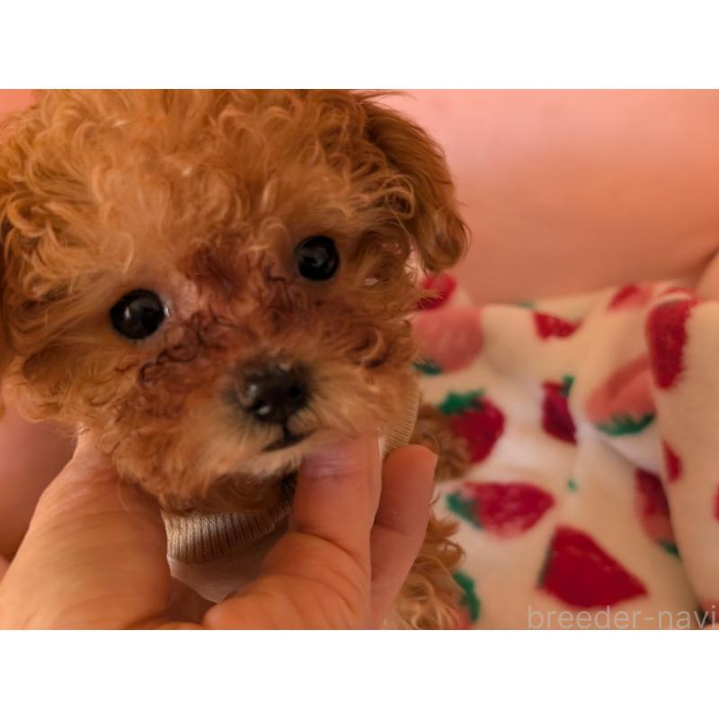 販売中の東京都のティーカッププードル-447196の3枚目