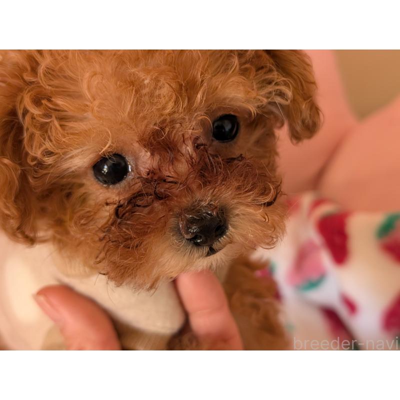 販売中の東京都のティーカッププードル-447196の2枚目