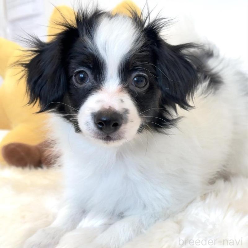 販売中の埼玉県のパピヨン-447197