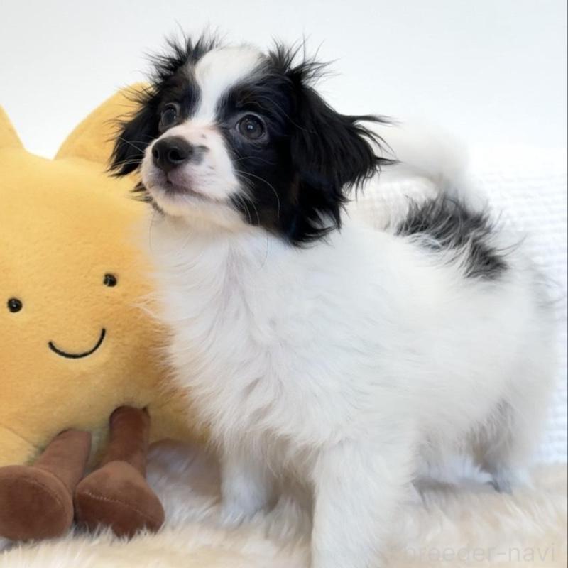 販売中の埼玉県のパピヨン-447197の3枚目