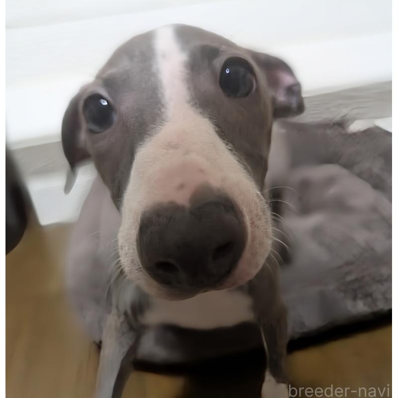成約済の愛媛県のイタリアングレーハウンド(イタグレ)-430147の6枚目
