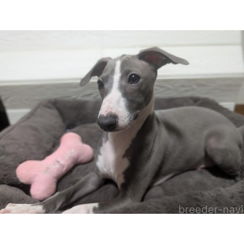 成約済の愛媛県のイタリアングレーハウンド(イタグレ)-430147の5枚目