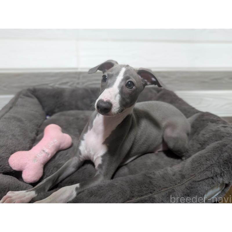 成約済の愛媛県のイタリアングレーハウンド(イタグレ)-430147の4枚目