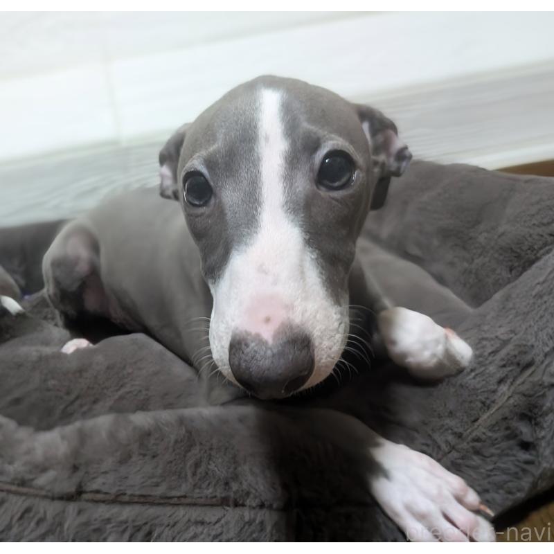 成約済の愛媛県のイタリアングレーハウンド(イタグレ)-430147の3枚目