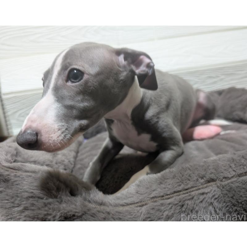 成約済の愛媛県のイタリアングレーハウンド(イタグレ)-430147の2枚目