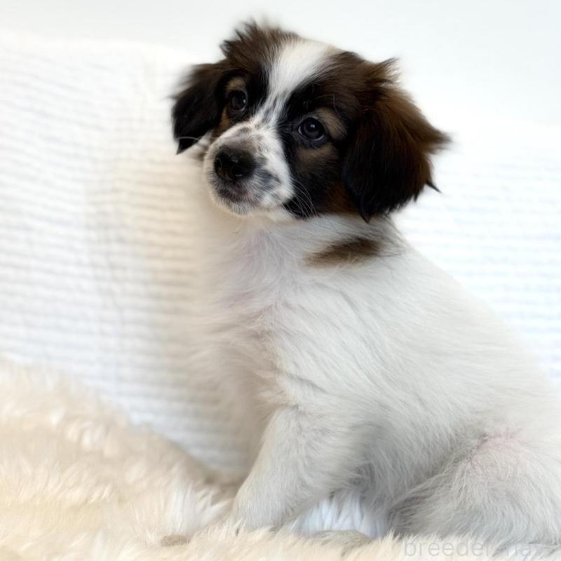 販売中の埼玉県のパピヨン-447198の3枚目