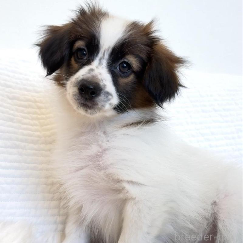 販売中の埼玉県のパピヨン-447198の2枚目