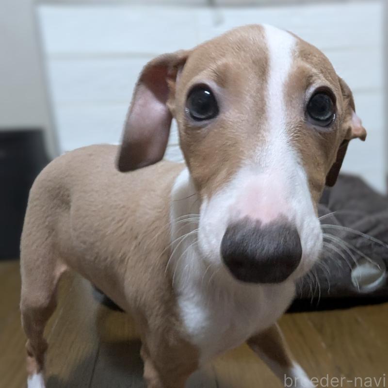 成約済の愛媛県のイタリアングレーハウンド(イタグレ)-430149の5枚目