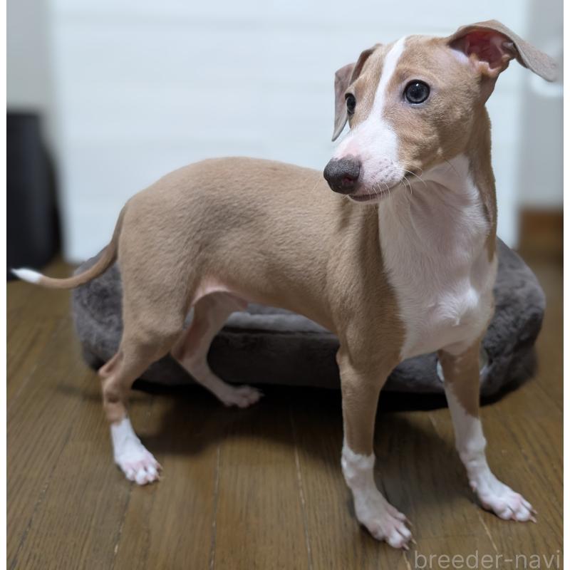 成約済の愛媛県のイタリアングレーハウンド(イタグレ)-430149の3枚目