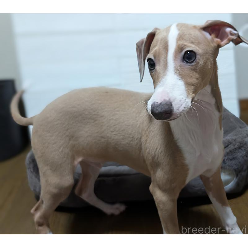 成約済の愛媛県のイタリアングレーハウンド(イタグレ)-430149の2枚目