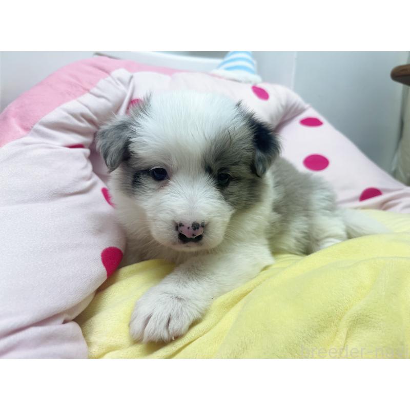 販売中の東京都のボーダーコリー-447199の7枚目