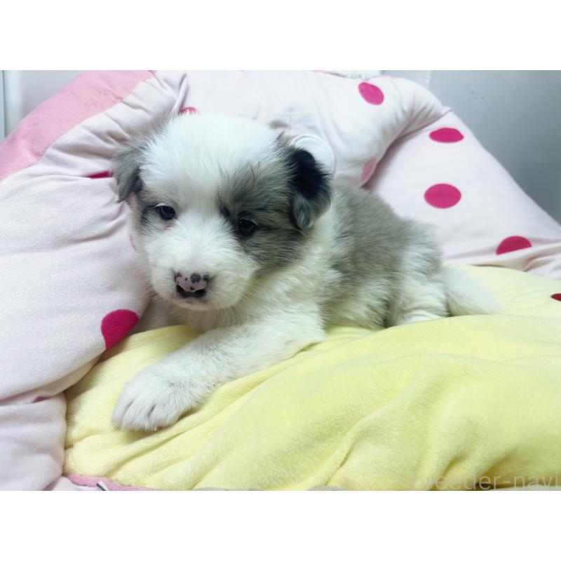 販売中の東京都のボーダーコリー-447199の5枚目