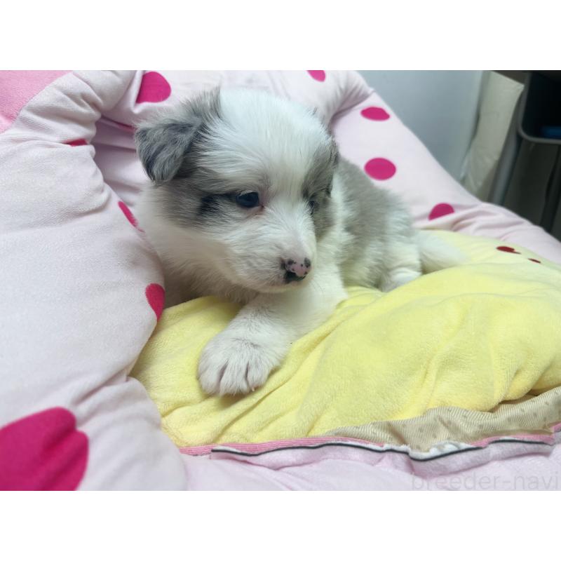 販売中の東京都のボーダーコリー-447199の3枚目