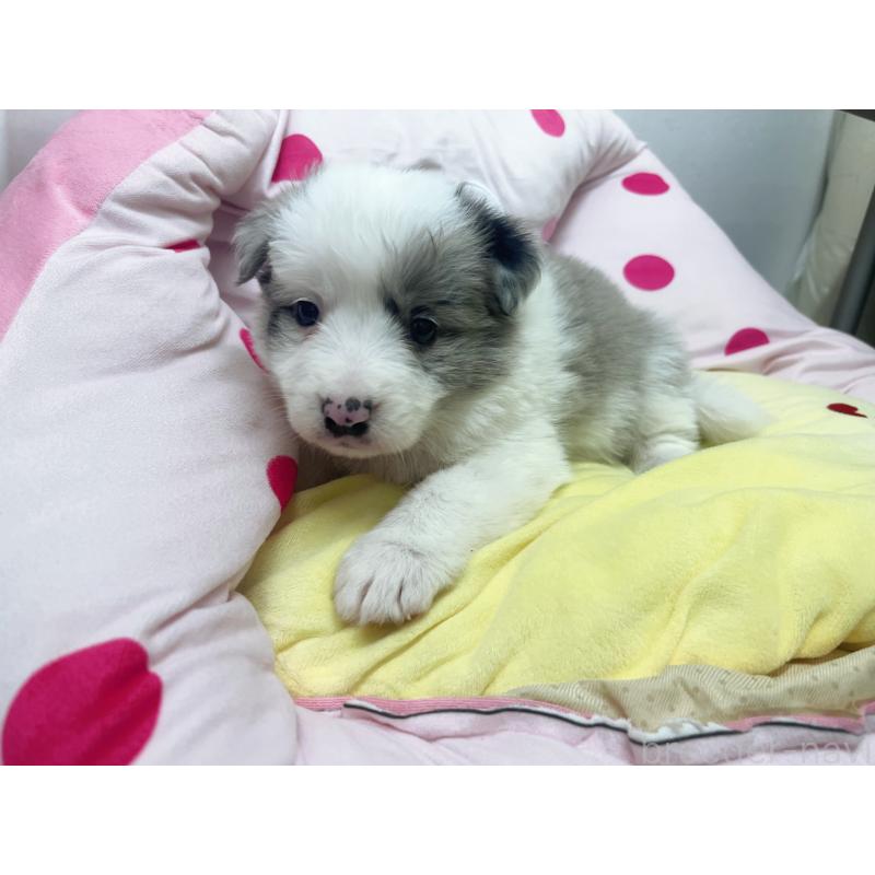 販売中の東京都のボーダーコリー-447199の2枚目